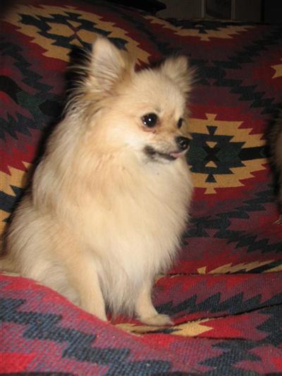 Dogs - Pomeranian